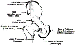 Figure-2-Location-of-avulsion-fractures.png Figure-2-Location-of-avulsion-fractures.png