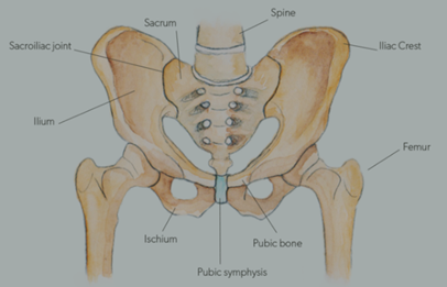Figure-1-Anatomy-of-the-bony-pelvis.png Figure-1-Anatomy-of-the-bony-pelvis.png